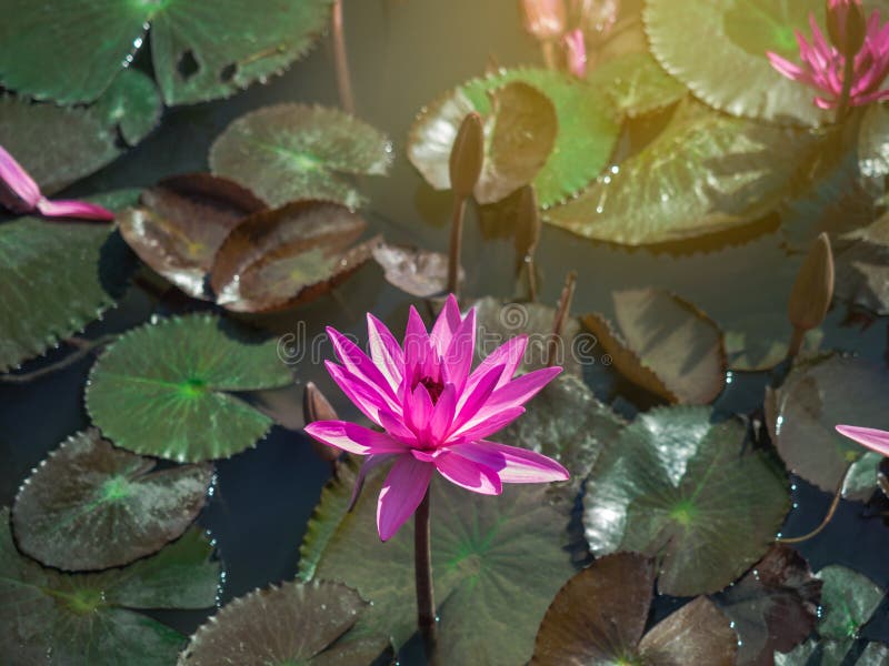 Plan rapproché de fleur rose de floraison d'isolement de nénuphar ou de lotus avec des feuilles dans un étang images stock Plan rapproché de fleur rose de floraison d'isolement de nénuphar ou de lotus avec des feuilles dans un étang images stock