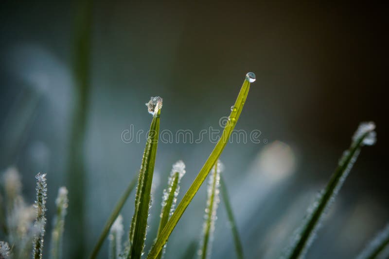 Plan rapproché de gelée et de waterdrops d'hiver image libre de droits Plan rapproché de gelée et de waterdrops d'hiver image libre de droits