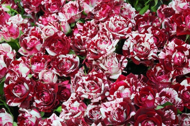 Plan rapproché de groupe fraîchement de belles roses rayées de coupe photos libres de droits Plan rapproché de groupe fraîchement de belles roses rayées de coupe photos libres de droits
