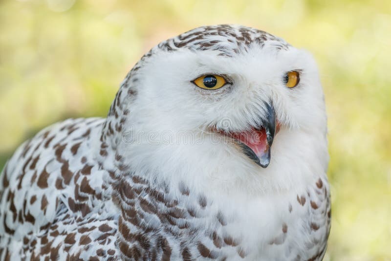 Plan rapproché de hibou puissant images stock Plan rapproché de hibou puissant images stock