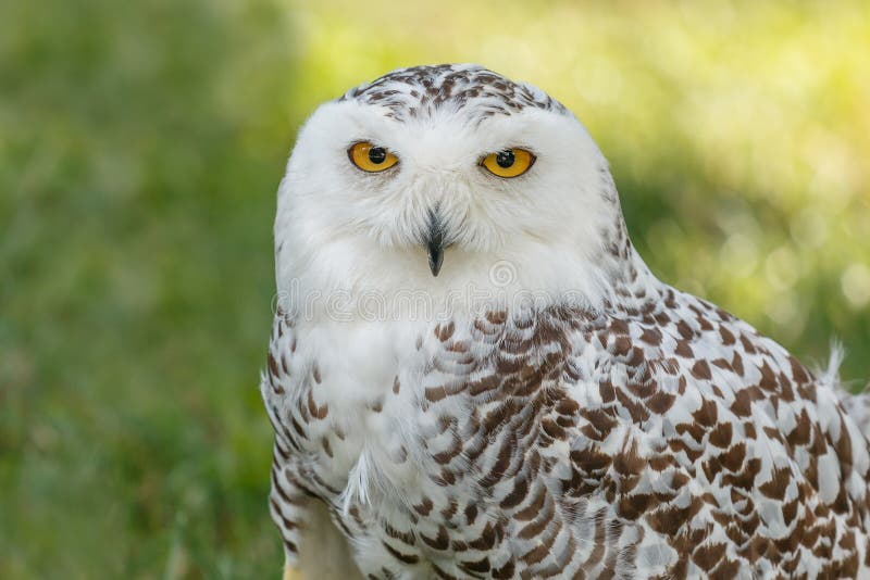Plan rapproché de hibou puissant image stock Plan rapproché de hibou puissant image stock