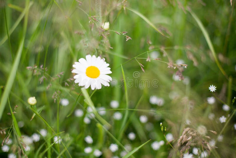 Plan rapproché de l'horticulture sauvage de marguerite dans le domaine vert, macro image de belle camomille photographie stock Plan rapproché de l'horticulture sauvage de marguerite dans le domaine vert, macro image de belle camomille photographie stock
