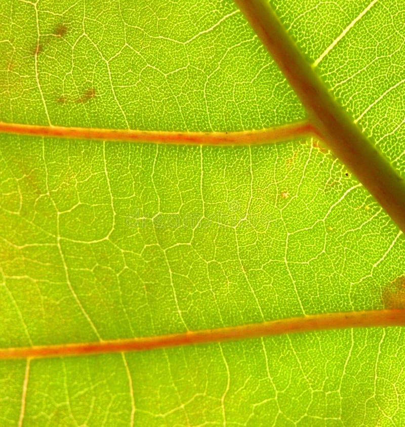 Plan rapproché de lame de raisin de mer images stock Plan rapproché de lame de raisin de mer images stock