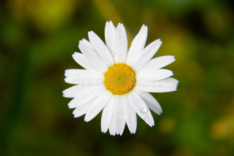 Plan rapproché de marguerite en nature après quelques gouttes de pluie sur les feuilles photos libres de droits Plan rapproché de marguerite en nature après quelques gouttes de pluie sur les feuilles photos libres de droits