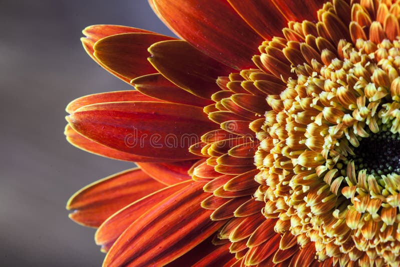 Plan rapproché de marguerite orange de gerber photographie stock Plan rapproché de marguerite orange de gerber photographie stock