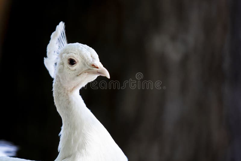 Plan rapproché de paon albinos avec l'oeil faisant face à la visionneuse photographie stock libre de droits Plan rapproché de paon albinos avec l'oeil faisant face à la visionneuse photographie stock libre de droits