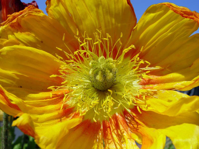 Plan rapproché de pavot jaune images libres de droits Plan rapproché de pavot jaune images libres de droits