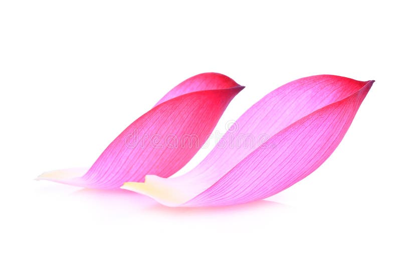 Plan rapproché de pétale rose de lotus sur le blanc photographie stock Plan rapproché de pétale rose de lotus sur le blanc photographie stock