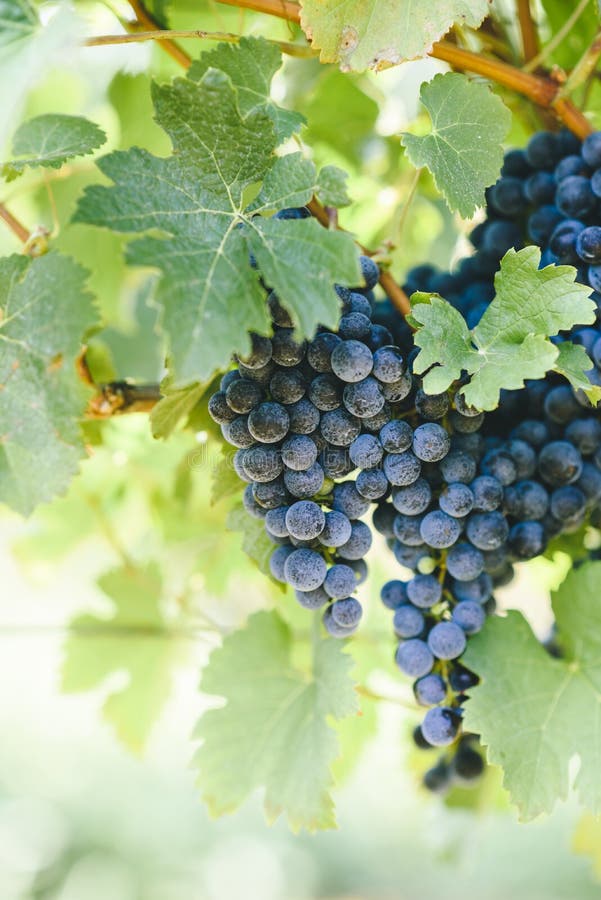 Plan rapproché de raisin pourpre frais sur la branche dans le vignoble images stock Plan rapproché de raisin pourpre frais sur la branche dans le vignoble images stock