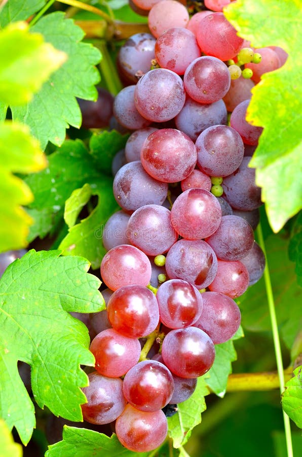 Raisin rouge photo stock. Image du baie, délicieux, fruits 21019114