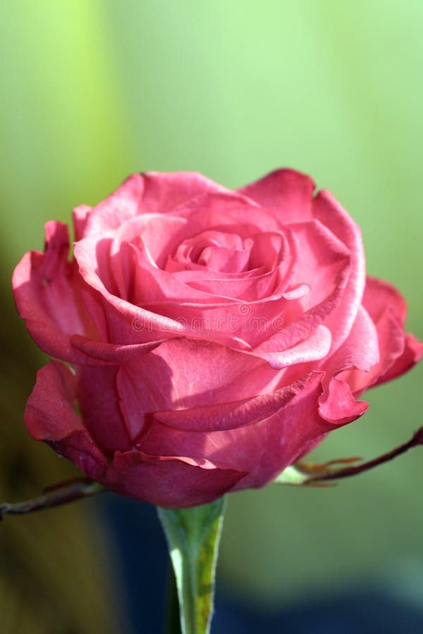 Plan rapproché de Rose images libres de droits