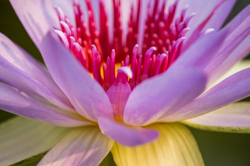 Plan rapproché de rose de lotus observant le fond de scintillement de bokeh de couleurs image stock Plan rapproché de rose de lotus observant le fond de scintillement de bokeh de couleurs image stock