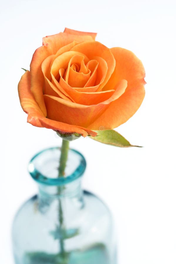 Plan rapproché de Rose orange images libres de droits Plan rapproché de Rose orange images libres de droits