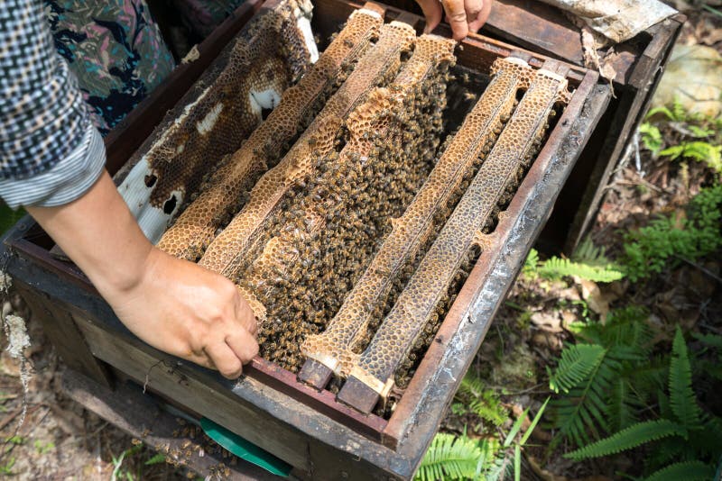Plan rapproché de ruche gardé par humain avec des mains de l'homme Rassemblement du miel du nid d'abeille images stock Plan rapproché de ruche gardé par humain avec des mains de l'homme Rassemblement du miel du nid d'abeille images stock