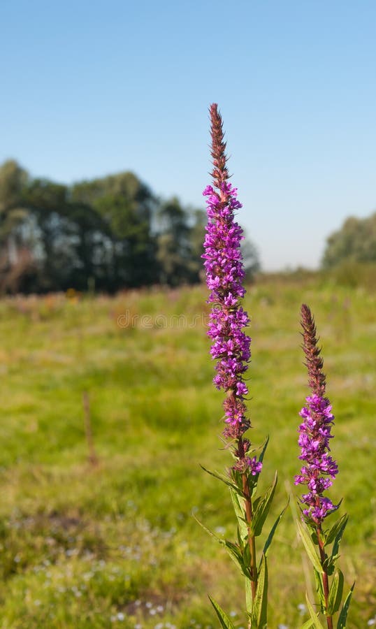 Purple loosestrife plants flowering in a marshy area against their natural background. Purple loosestrife plants flowering in a marshy area against their natural background.