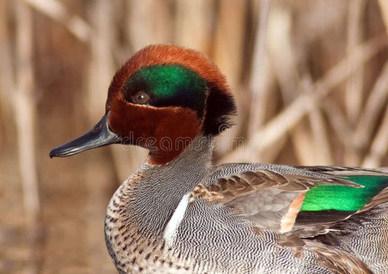 Plan rapproché de sarcelle d'hiver à ailes par vert photo libre de droits