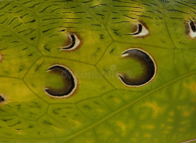 Plan rapproché de sauterelle, lame malaisienne Katydid photo stock Plan rapproché de sauterelle, lame malaisienne Katydid photo stock