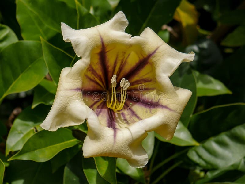 Plan rapproché de stupéfaction d'une fleur de trompette en Îles Canaries photographie stock libre de droits