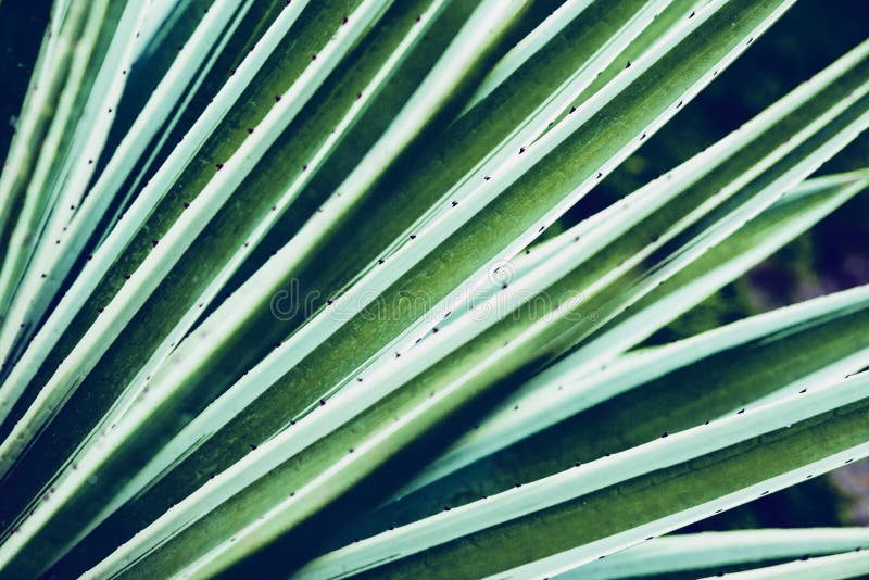 Plan rapproché de Vera d'aloès de cactus Fond floral normal Le concept de la géométrie naturelle photos libres de droits Plan rapproché de Vera d'aloès de cactus Fond floral normal Le concept de la géométrie naturelle photos libres de droits