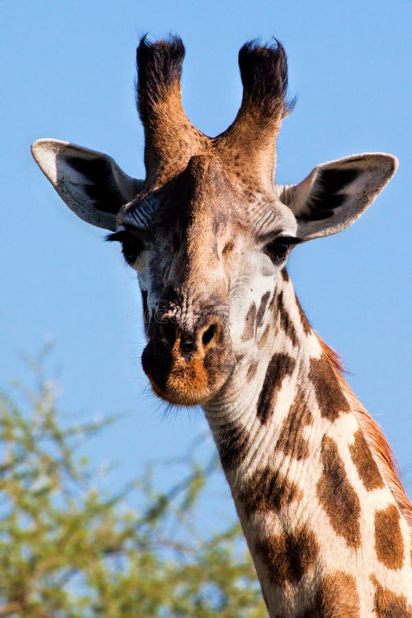 Plan rapproché de verticale de girafe. Safari dans Serengeti, Tanzanie, Afrique image stock Plan rapproché de verticale de girafe. Safari dans Serengeti, Tanzanie, Afrique image stock