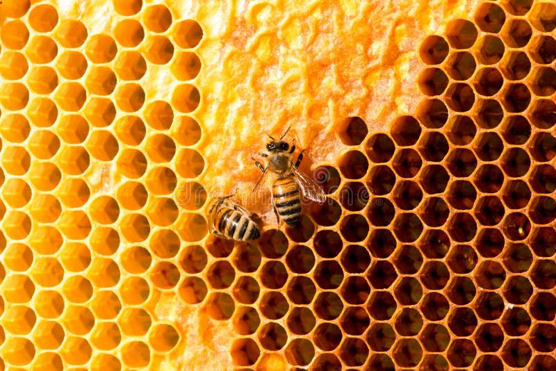 Plan rapproché des abeilles sur le nid d'abeilles dans le rucher photographie stock libre de droits Plan rapproché des abeilles sur le nid d'abeilles dans le rucher photographie stock libre de droits