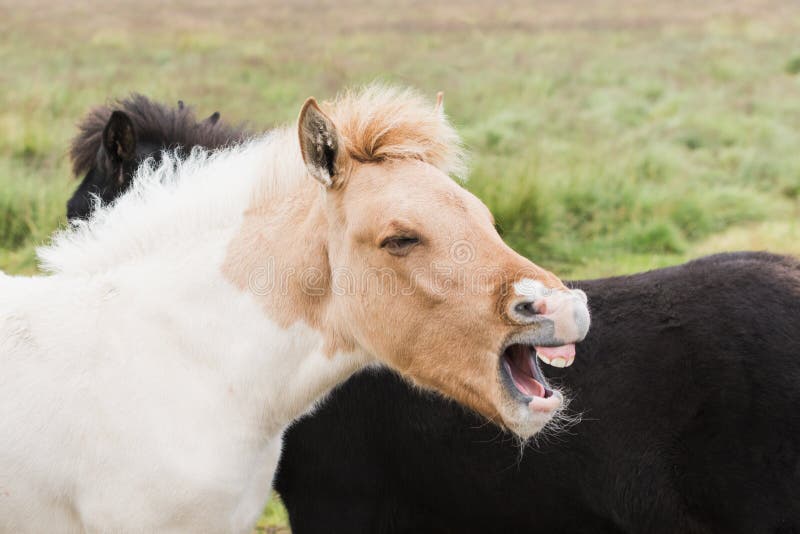 Plan rapproché des chevaux islandais sur le champ ouvert avec la bouche ouverte comme si riant fort ou criant photo libre de droits Plan rapproché des chevaux islandais sur le champ ouvert avec la bouche ouverte comme si riant fort ou criant photo libre de droits