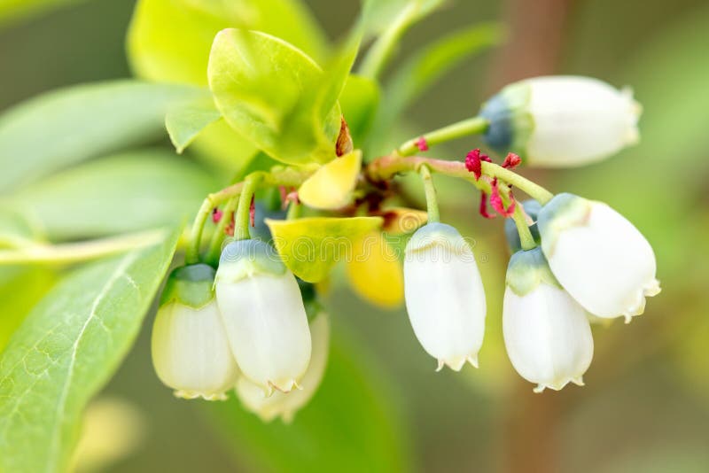 Plan rapproché des fleurs de buisson de myrtille, croissance blanche de myrtillus de vaccinium images libres de droits Plan rapproché des fleurs de buisson de myrtille, croissance blanche de myrtillus de vaccinium images libres de droits