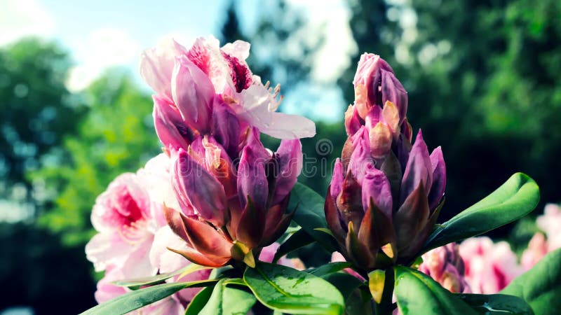 Plan rapproché des fleurs de floraison images libres de droits Plan rapproché des fleurs de floraison images libres de droits