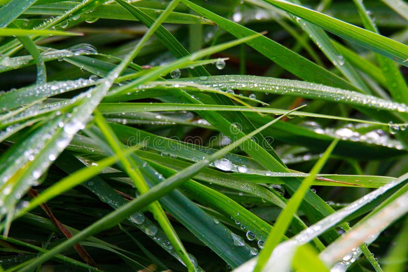 Plan rapproché des gouttes de pluie sur le pré d'herbe verte dans Brüggen, Allemagne image stock Plan rapproché des gouttes de pluie sur le pré d'herbe verte dans Brüggen, Allemagne image stock