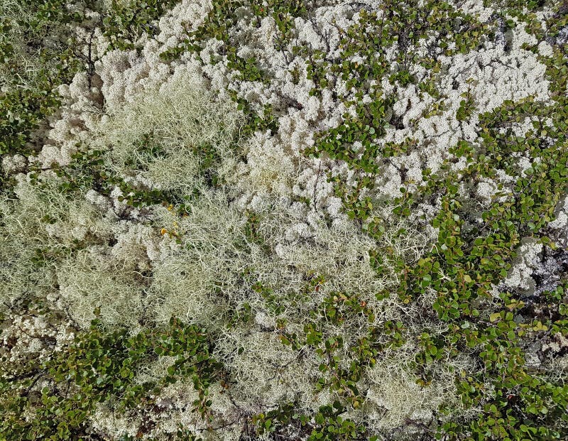 Plan rapproché des usines et des lichens de toundra image libre de droits Plan rapproché des usines et des lichens de toundra image libre de droits