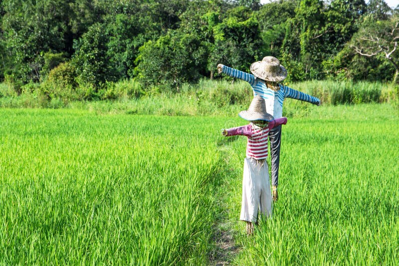 Plan rapproché des épouvantails se tenant au gisement vert de riz avec le fond de forêt image libre de droits Plan rapproché des épouvantails se tenant au gisement vert de riz avec le fond de forêt image libre de droits