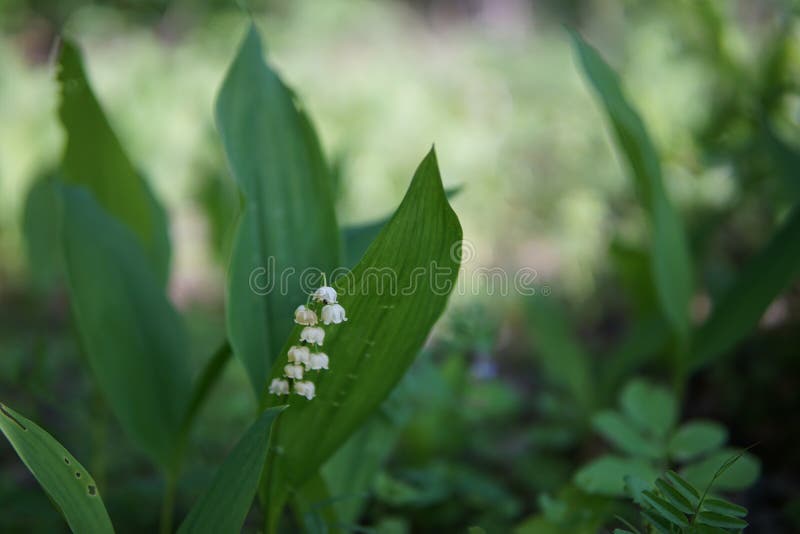Plan rapproché du muguet photo libre de droits Plan rapproché du muguet photo libre de droits