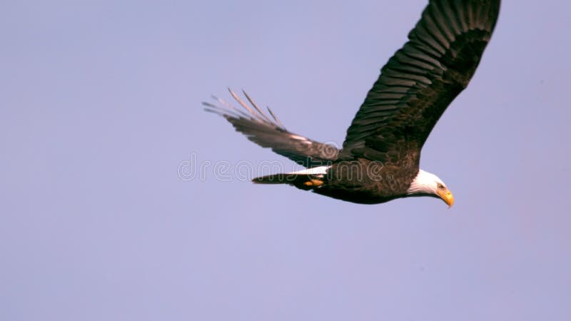 Plan rapproché montant d'aigle chauve de mouvement lent