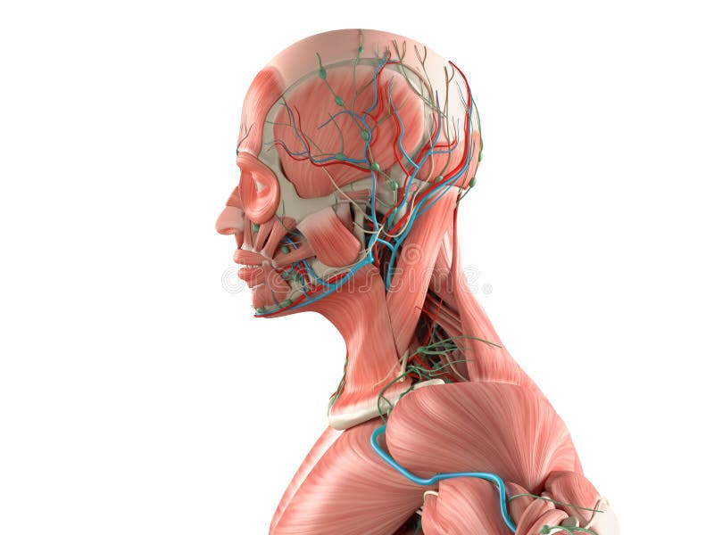 Plan rapproché moyen humain de vue de côté d'anatomie de tête sur le fond blanc illustration de vecteur Plan rapproché moyen humain de vue de côté d'anatomie de tête sur le fond blanc illustration de vecteur