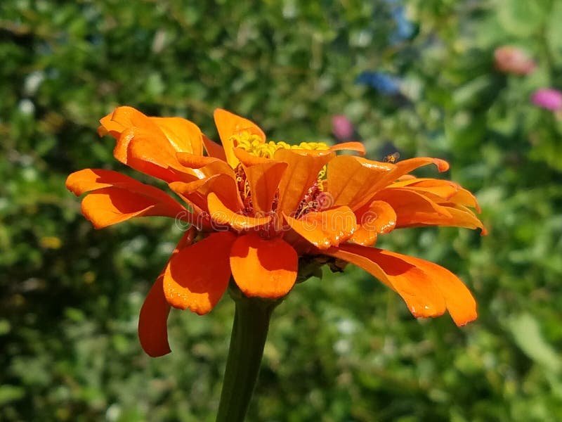 Plan rapproché orange vibrant de zinnia image stock Plan rapproché orange vibrant de zinnia image stock