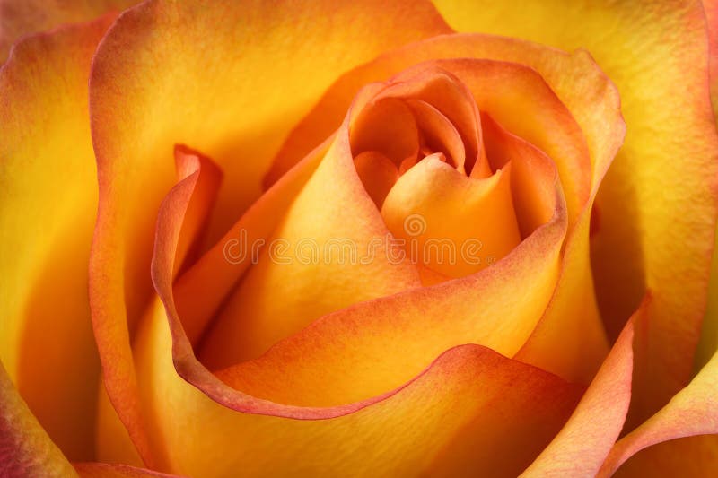 Plan rapproché rose d'orange photo libre de droits Plan rapproché rose d'orange photo libre de droits