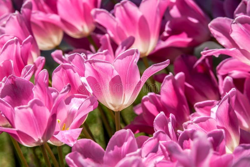 Plan rapproché rose de tulipes photo stock