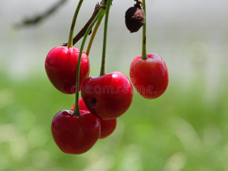 Plan rapproché rouge de cerises images stock Plan rapproché rouge de cerises images stock