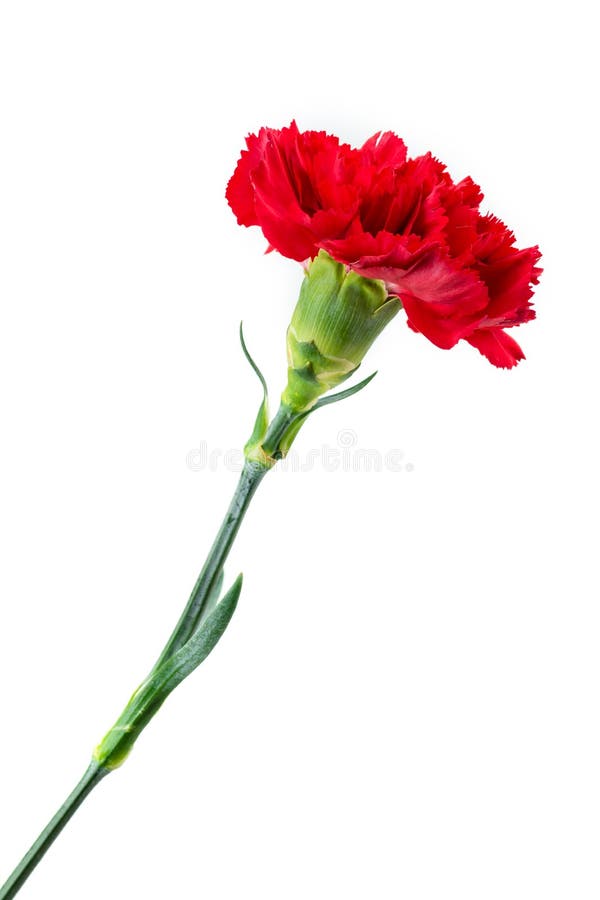 Plan rapproché rouge de fleur d'oeillet d'isolement image libre de droits Plan rapproché rouge de fleur d'oeillet d'isolement image libre de droits