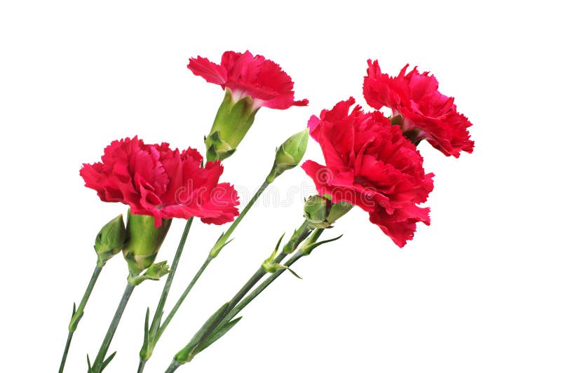 Plan rapproché rouge de fleur de clous de girofle image stock Plan rapproché rouge de fleur de clous de girofle image stock