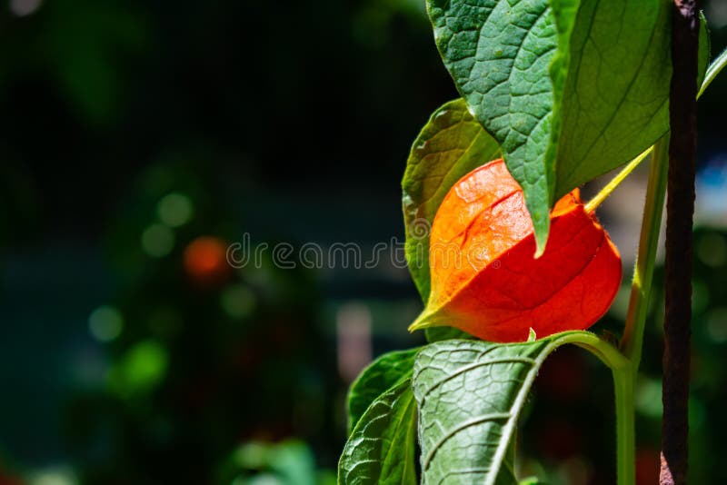 Plan rapproché rouge orange de beau Physalis photographie stock Plan rapproché rouge orange de beau Physalis photographie stock