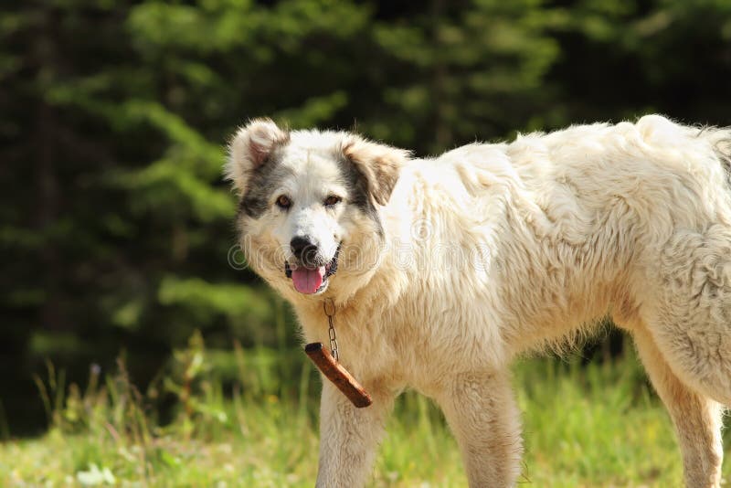 Plan rapproché roumain de chien de berger photos libres de droits Plan rapproché roumain de chien de berger photos libres de droits