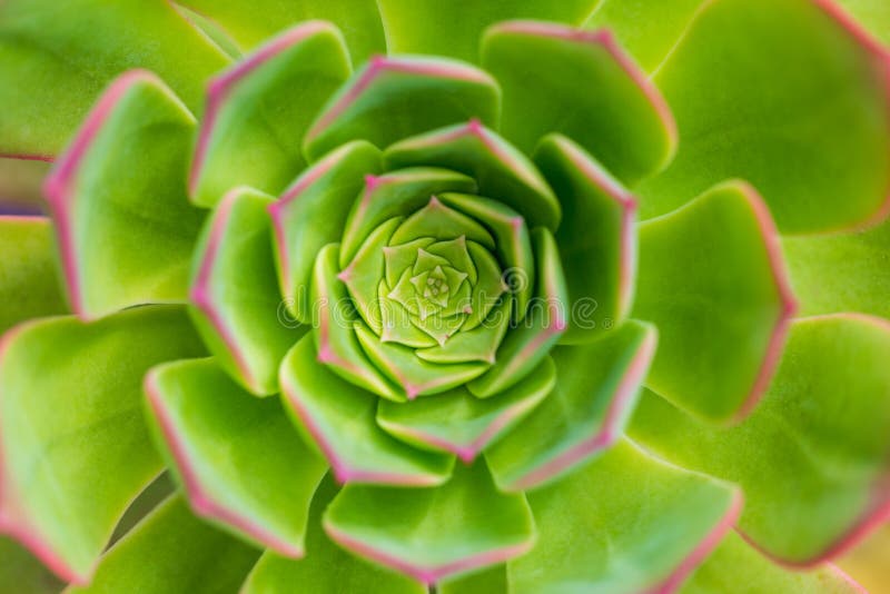 Plan rapproché succulent de centre d'arboreum d'aeonium d'usine, fond photos stock Plan rapproché succulent de centre d'arboreum d'aeonium d'usine, fond photos stock