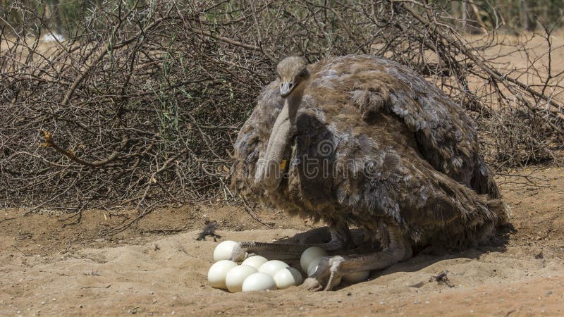 South Ozsong, South Africa, is famous for ostrich farming. In the eyes of the locals, the ostrich is not only the largest bird in the world, but also a poultry animal with extremely high economic value. Its skin, wool, meat and eggs have all been developed into expensive products. As early as the 19th century, Ostrichâ€™s The ostrich farms began to raise ostriches and exported ostrich feathers to Europe for noble ladies in hats and costumes. The farmer became rich, and his luxury residence was called the Feather Palace. Ostsee Ostrich Farm is now one of the most popular sightseeing spots in South Africa. South Ozsong, South Africa, is famous for ostrich farming. In the eyes of the locals, the ostrich is not only the largest bird in the world, but also a poultry animal with extremely high economic value. Its skin, wool, meat and eggs have all been developed into expensive products. As early as the 19th century, Ostrichâ€™s The ostrich farms began to raise ostriches and exported ostrich feathers to Europe for noble ladies in hats and costumes. The farmer became rich, and his luxury residence was called the Feather Palace. Ostsee Ostrich Farm is now one of the most popular sightseeing spots in South Africa.