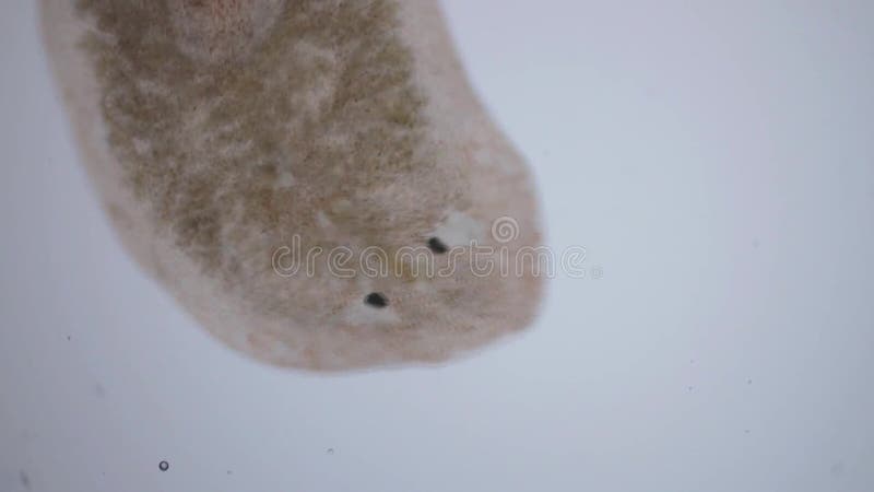 Planaria flatworm