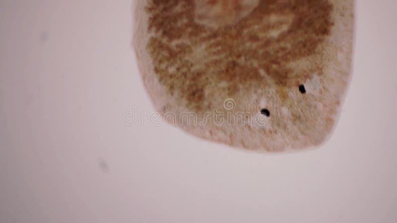 Planaria flatworm