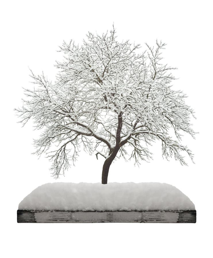 Planche en bois avec la neige et arbre d'isolement images stock Planche en bois avec la neige et arbre d'isolement images stock