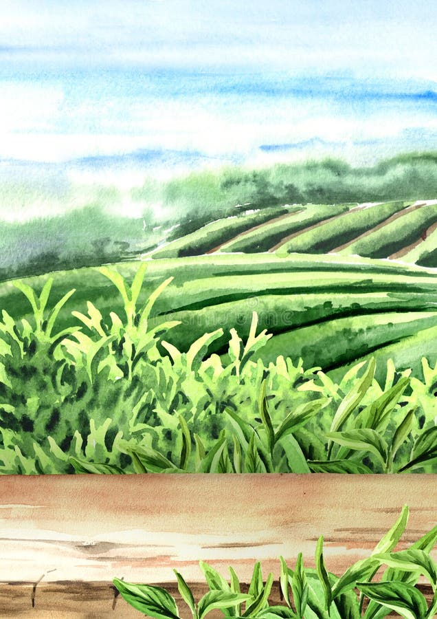 Plancher en bois sur la plantation de thé Illustration verticale tirée par la main d'aquarelle Fond de thé illustration de vecteur Plancher en bois sur la plantation de thé Illustration verticale tirée par la main d'aquarelle Fond de thé illustration de vecteur