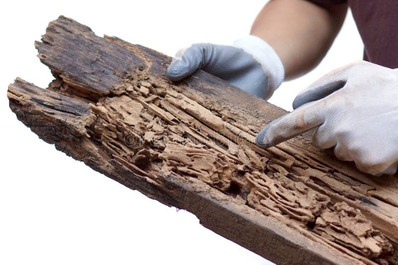 Plancia di legno distrutta dalle termiti