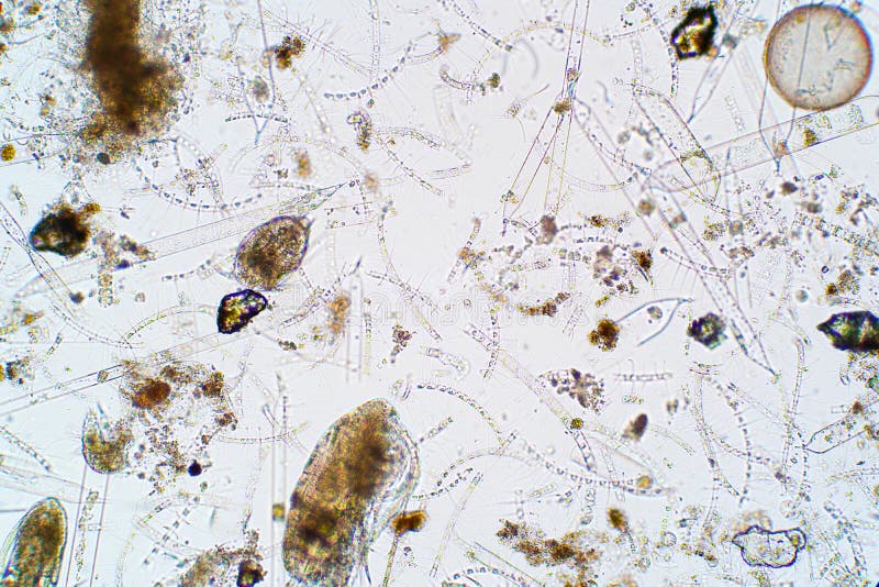 Plancton acquatico marino nell'ambito della vista del microscopio immagini stock Plancton acquatico marino nell'ambito della vista del microscopio immagini stock